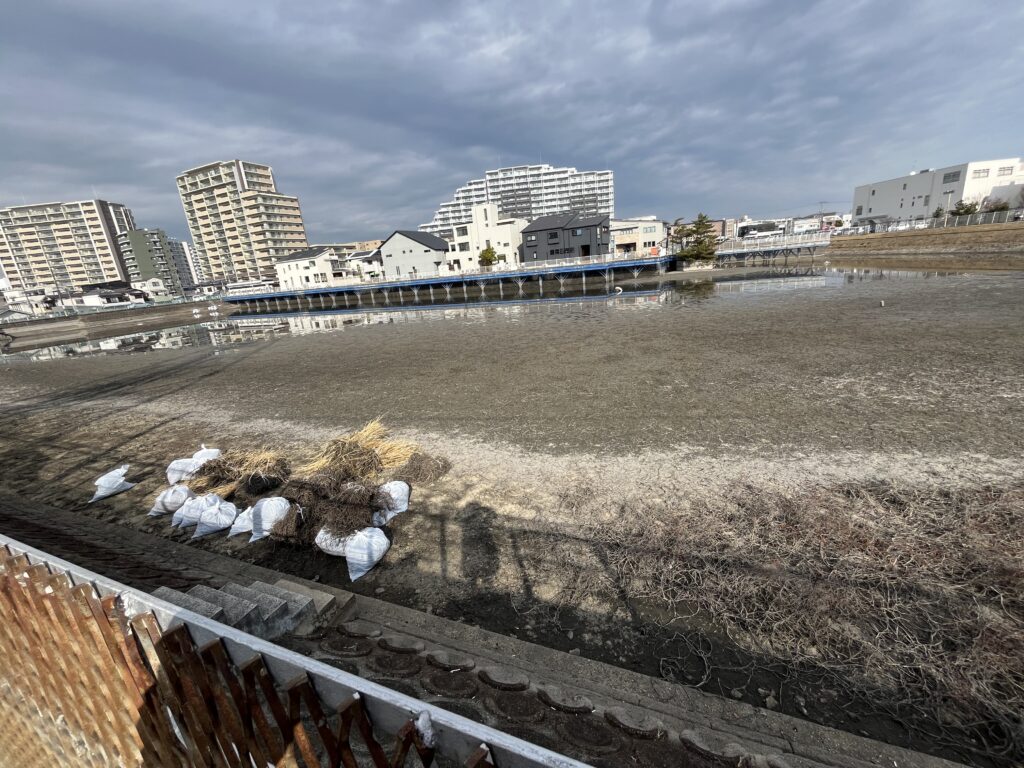 信濃池　掃除左