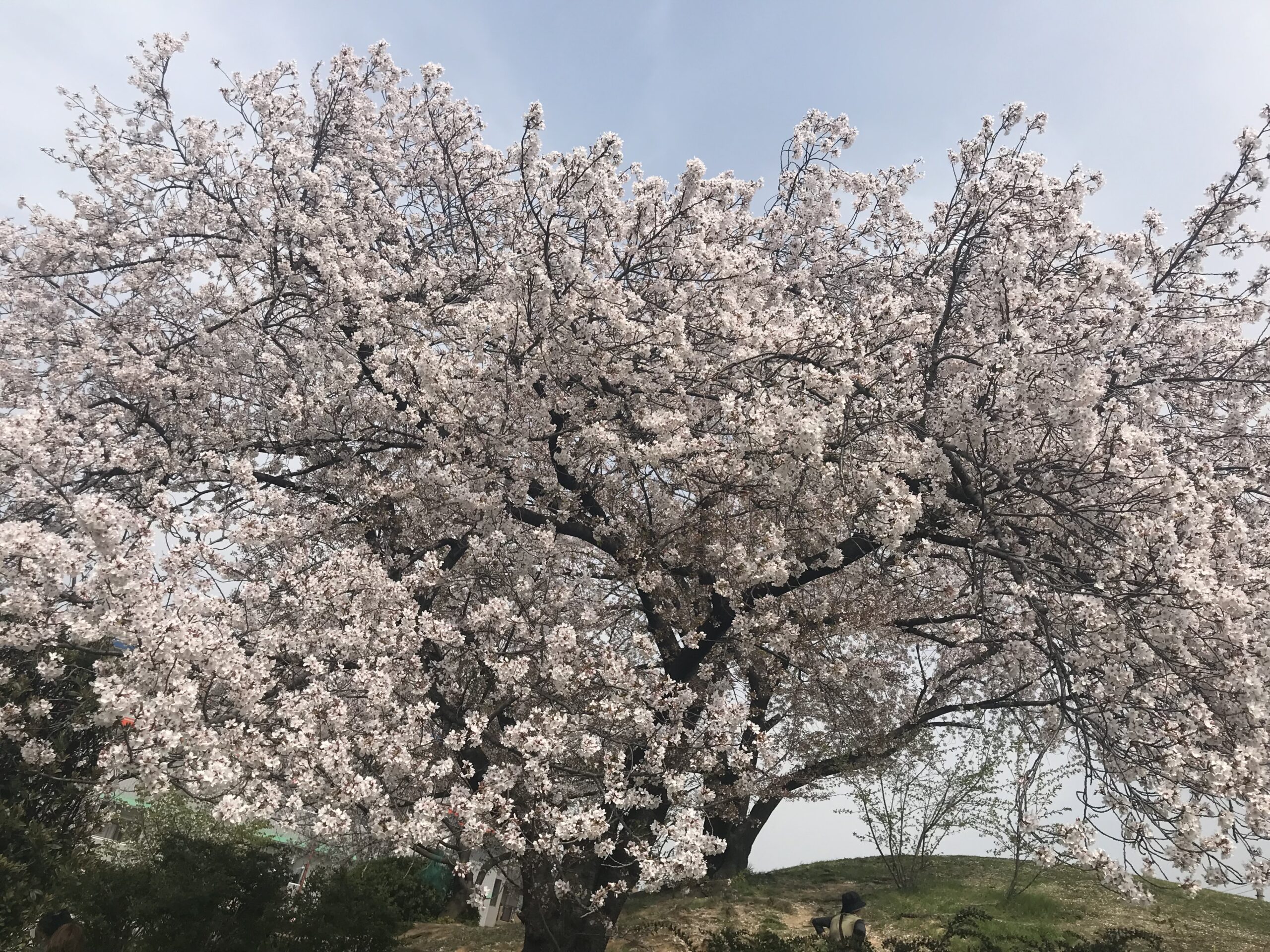 古墳の上の桜大きい