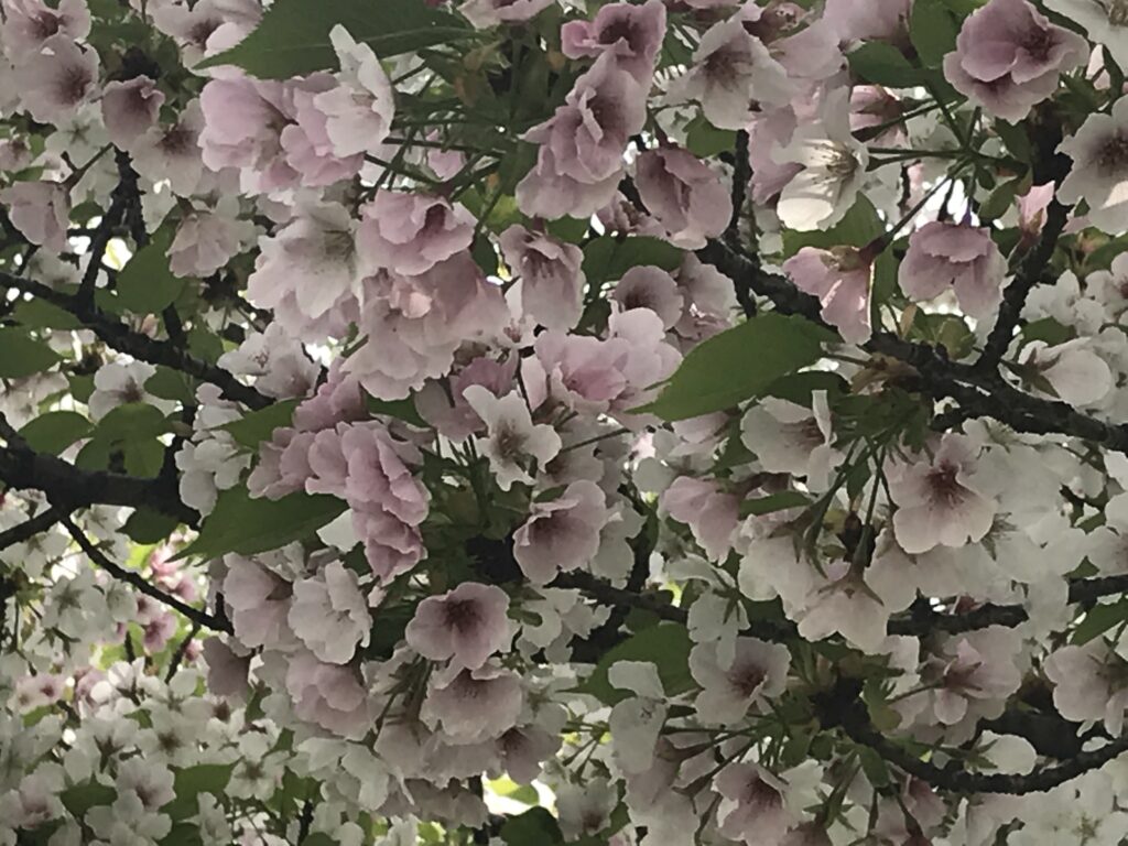 桜　大