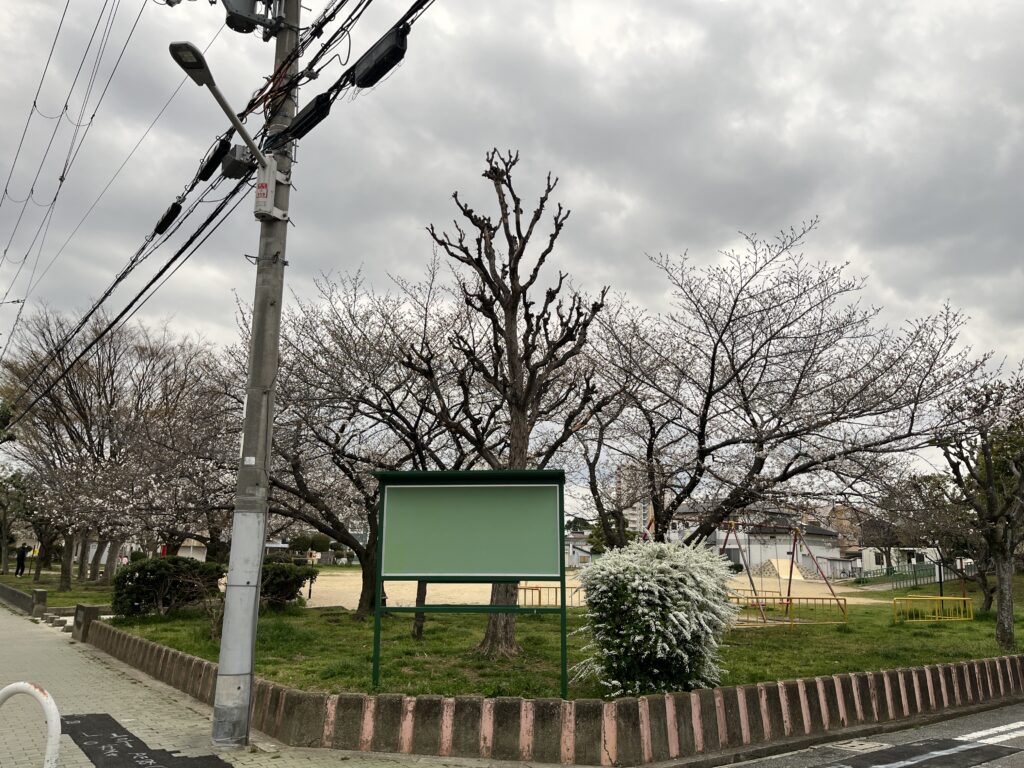 3/29 百舌鳥梅町公園　桜