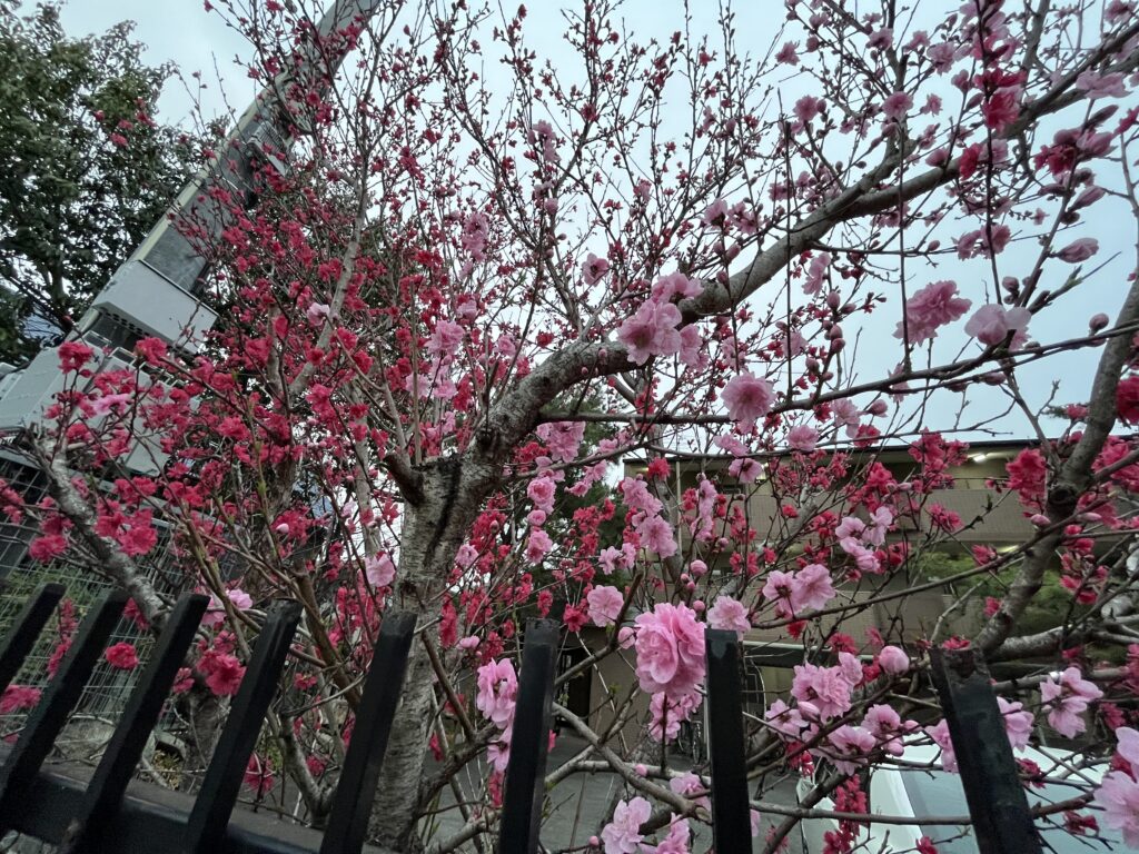 3/29 通りの桜