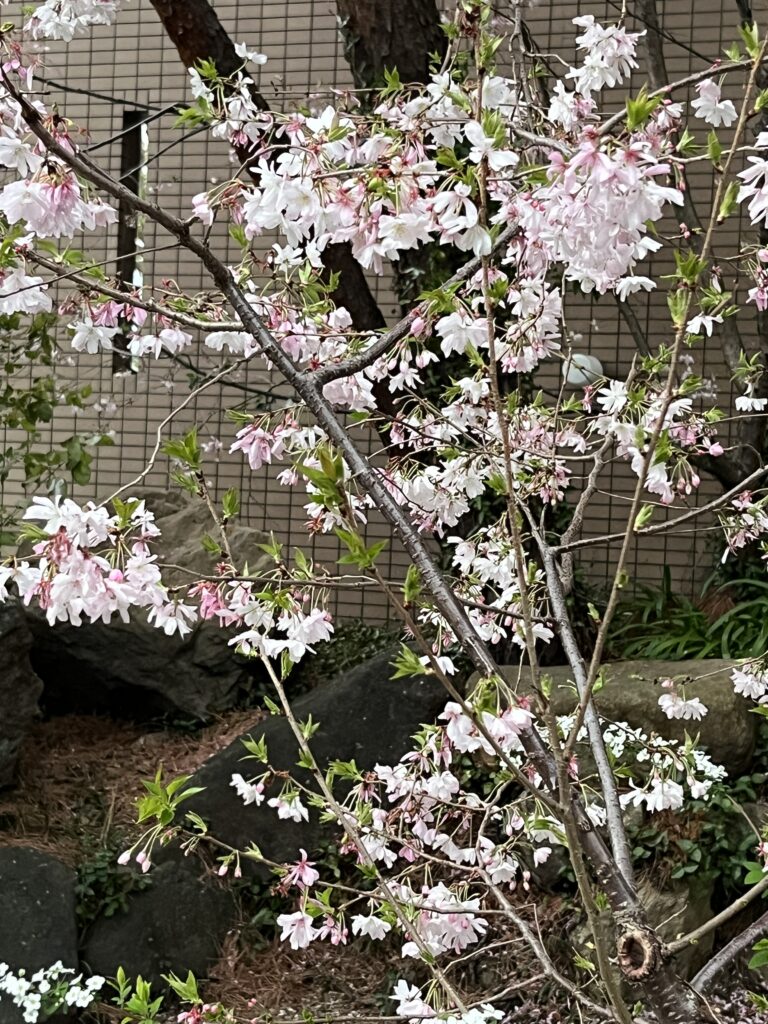 3月29日　桜
