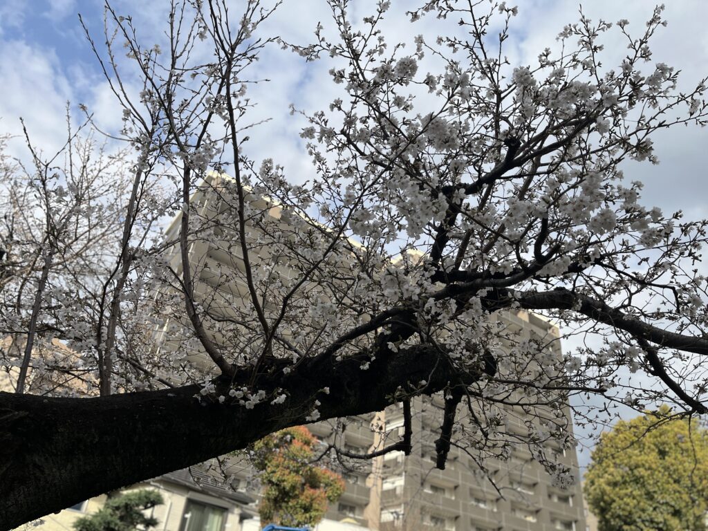 3月５日　桜
