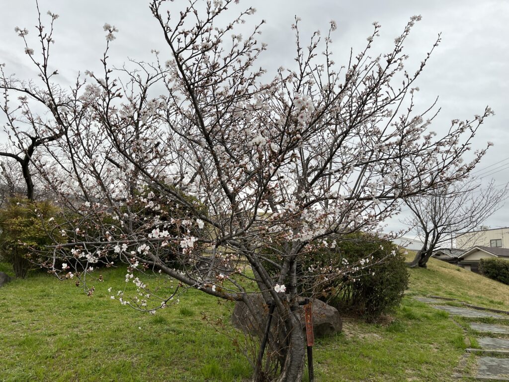 4/1城山桜