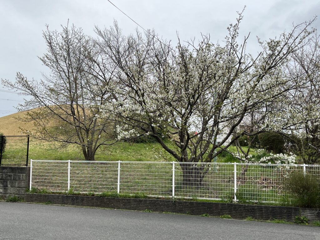 4/1 しろやま　桜