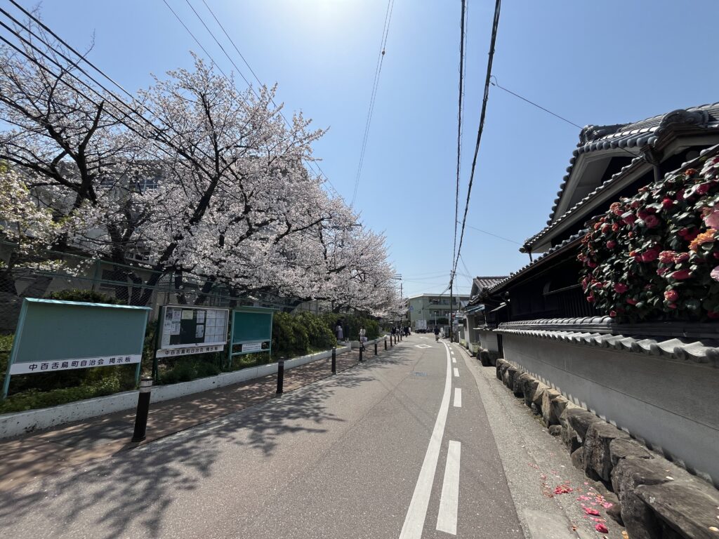 4/7 桜とさざんか