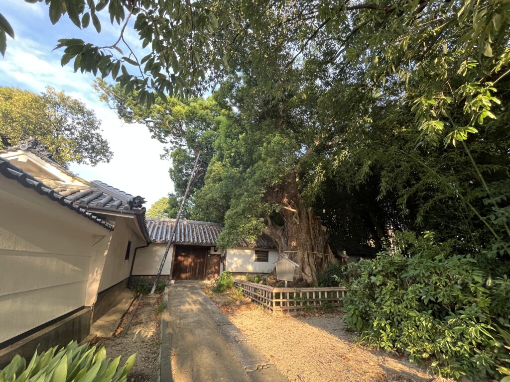 筒井家住宅と百舌鳥のくす